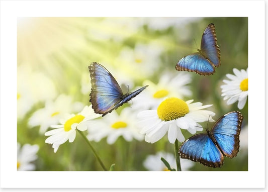 Daisy blue butterflies