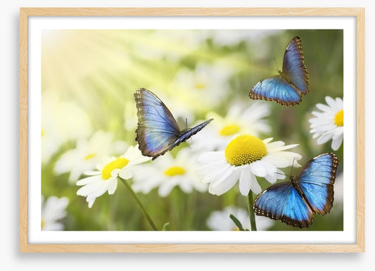 Daisy blue butterflies