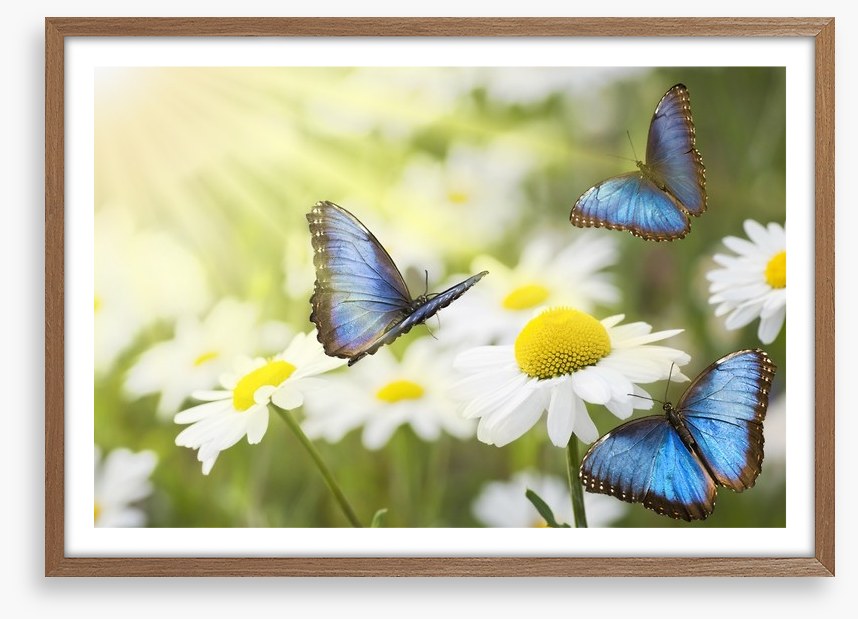 Daisy blue butterflies