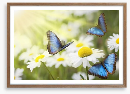 Daisy blue butterflies