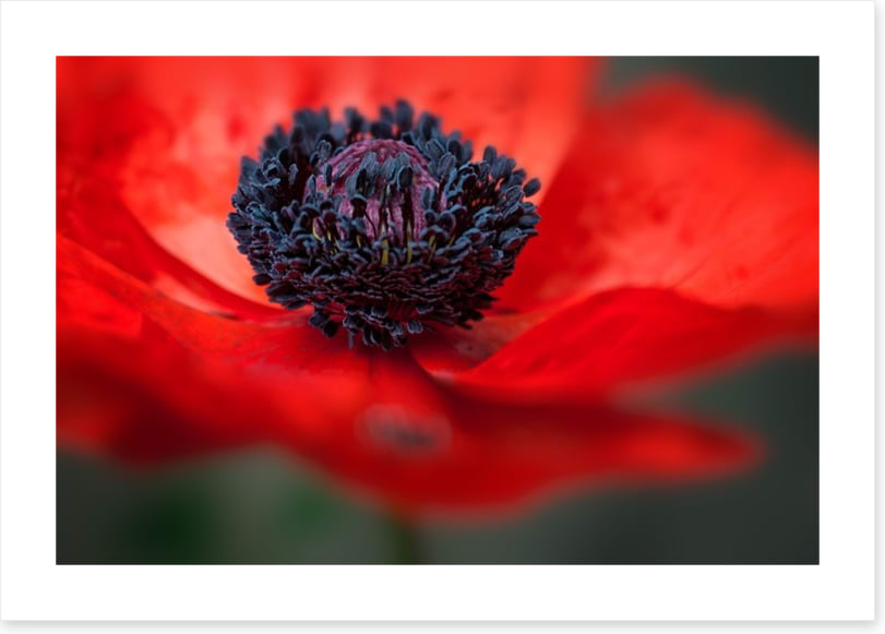 Red poppy