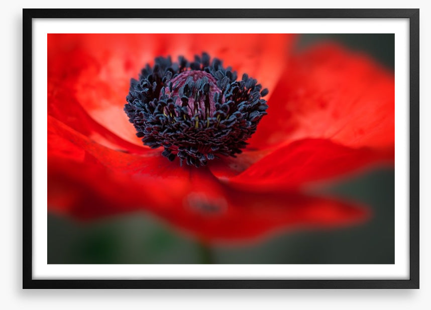 Red poppy