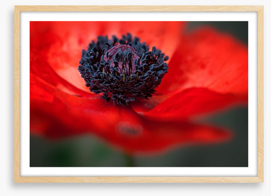 Red poppy