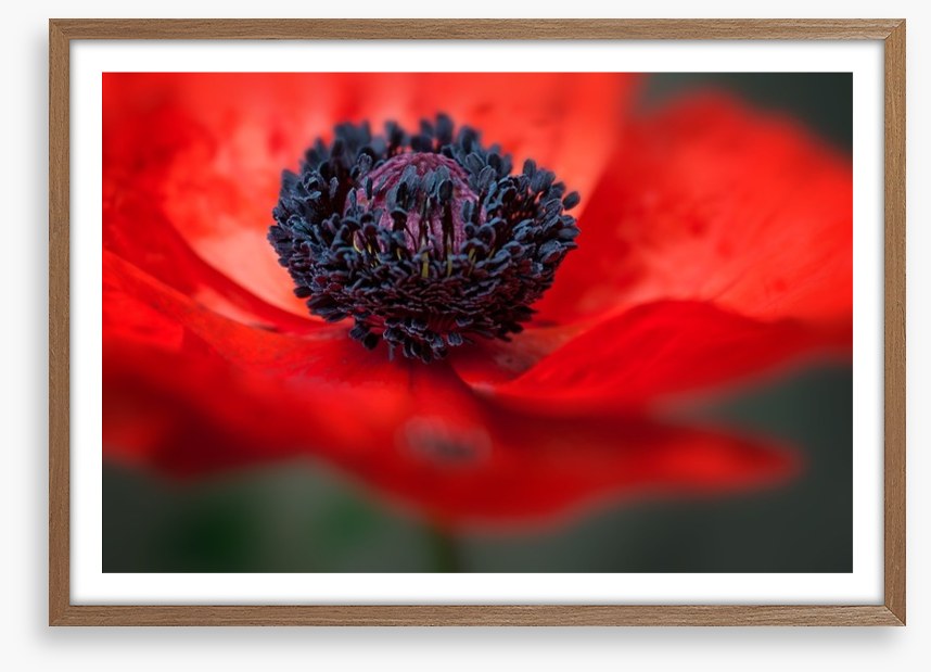 Red poppy
