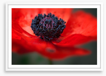 Red poppy