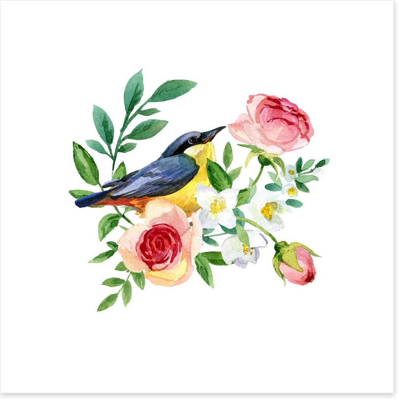 Birds