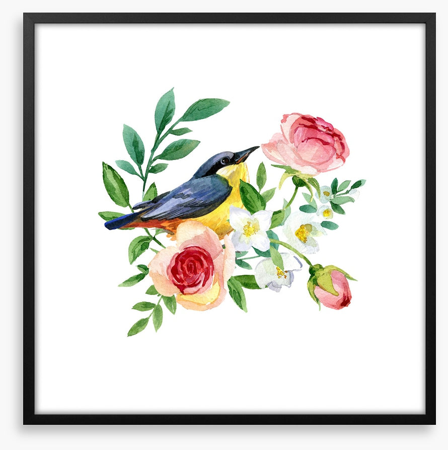 Birds
