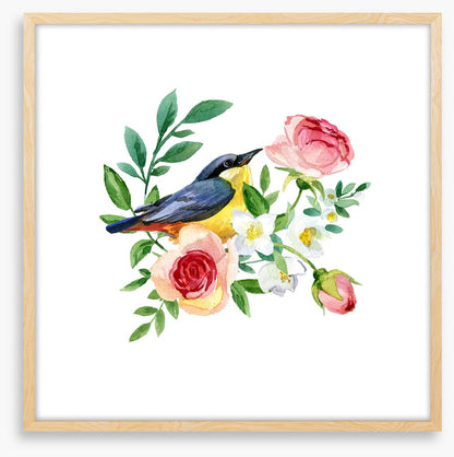Birds