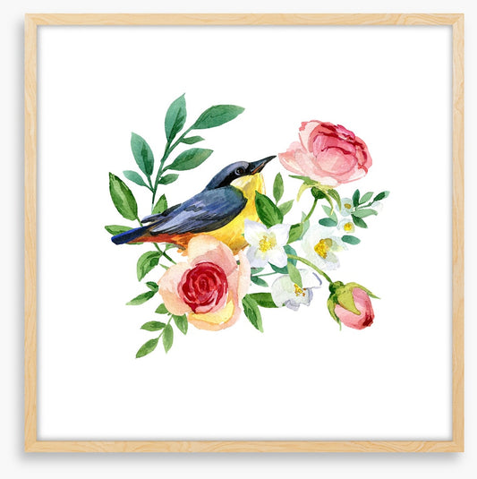Birds