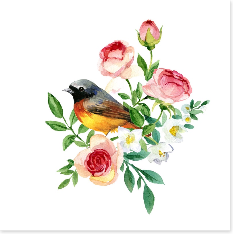 Birds