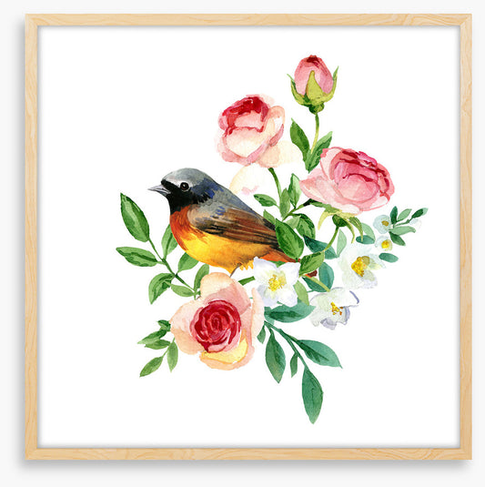 Birds