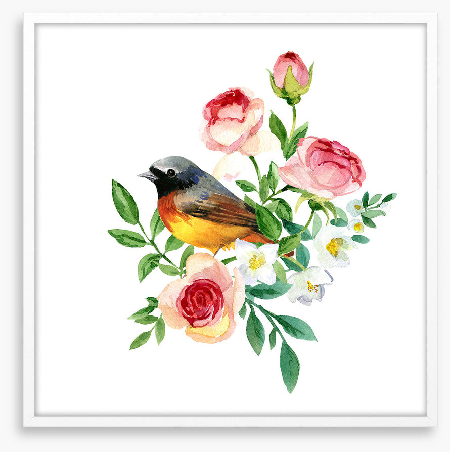 Birds