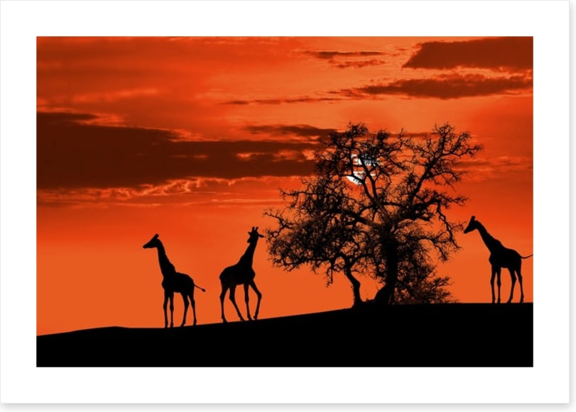 Savanna giraffe sunset