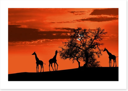 Savanna giraffe sunset