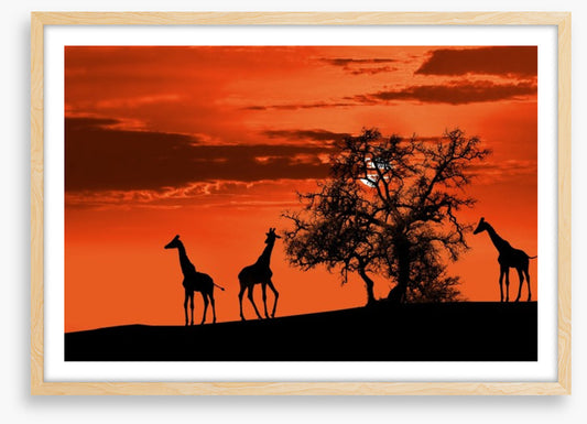 Savanna giraffe sunset
