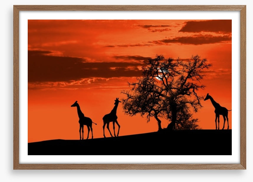 Savanna giraffe sunset