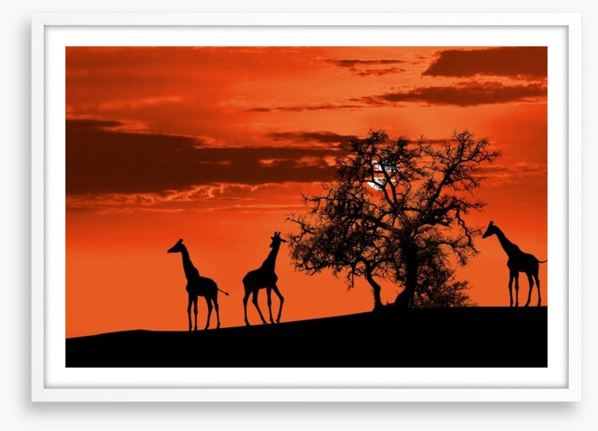 Savanna giraffe sunset