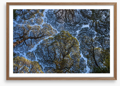 Leatherwood treescape