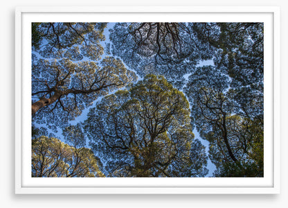 Leatherwood treescape