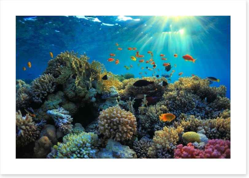 Reef sunbeam
