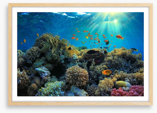 Reef sunbeam