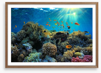Reef sunbeam