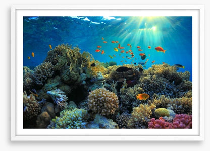 Reef sunbeam