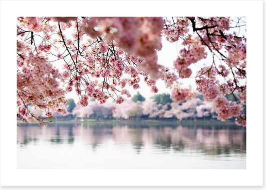 Cherry blossoms on the lake