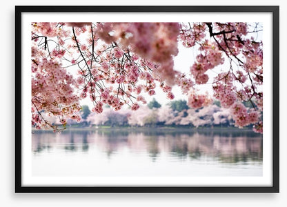 Cherry blossoms on the lake