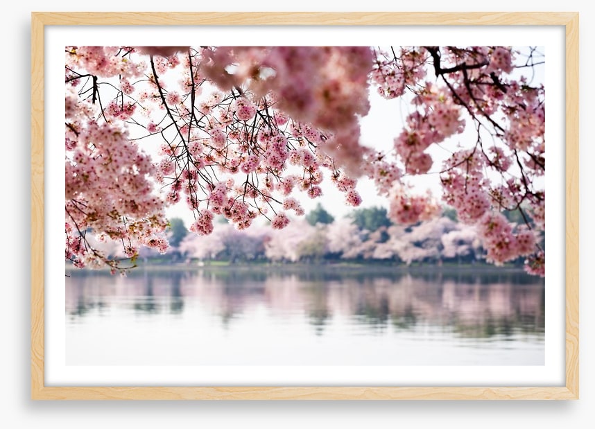 Cherry blossoms on the lake