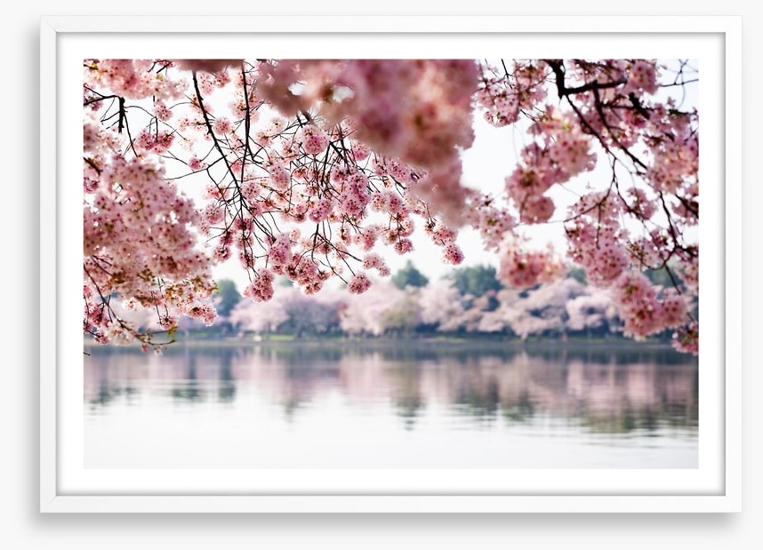 Cherry blossoms on the lake