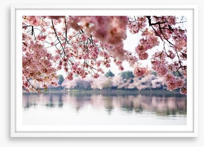 Cherry blossoms on the lake