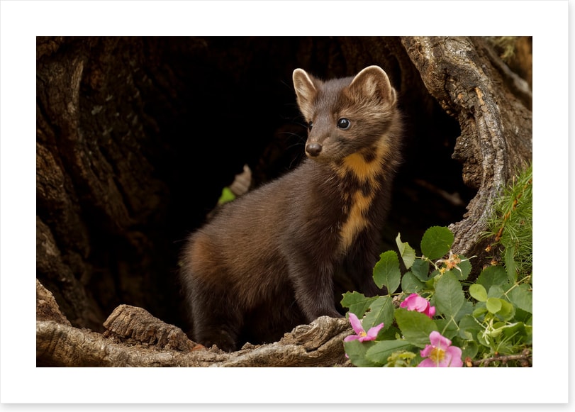 Little pine marten