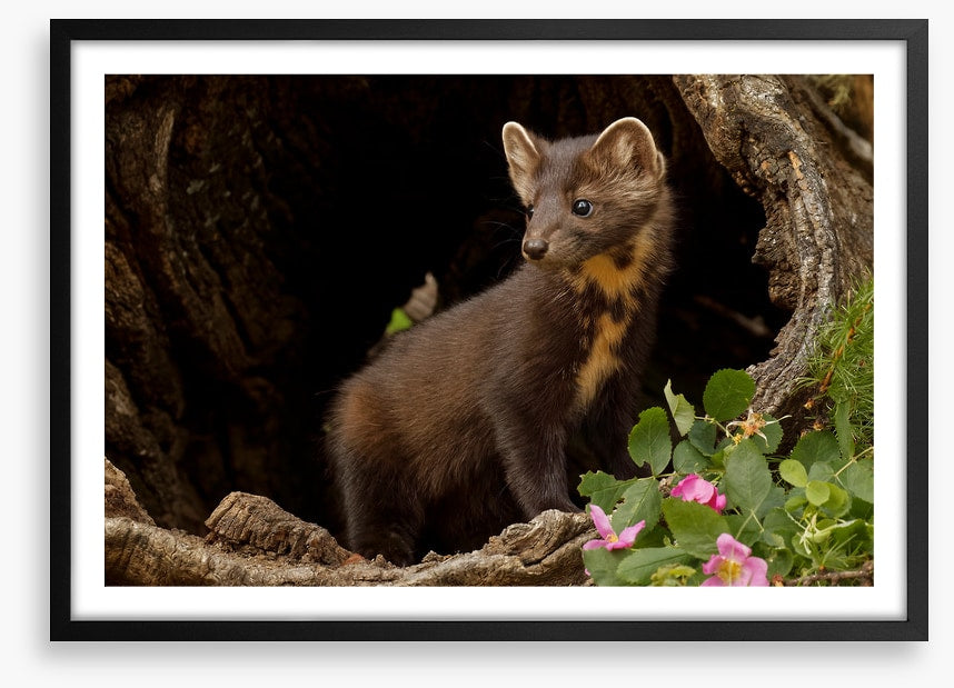 Little pine marten