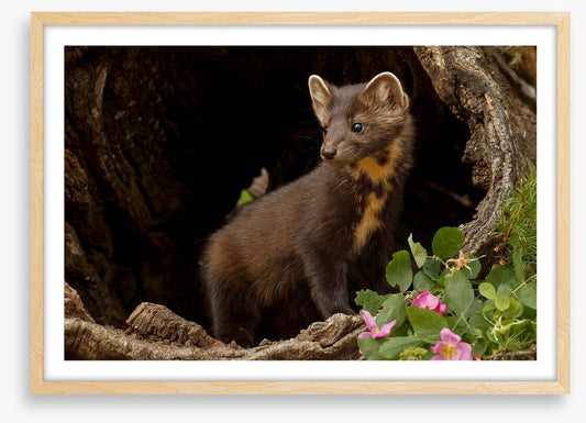 Little pine marten