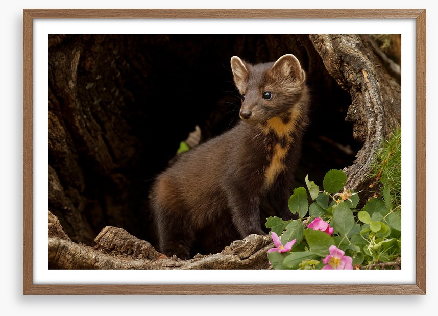 Little pine marten