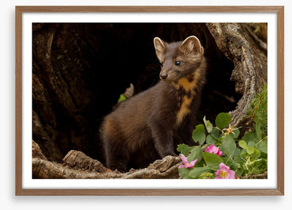 Little pine marten
