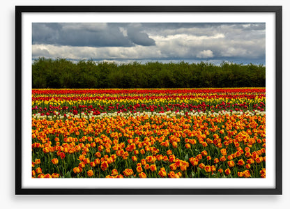 Meadows
