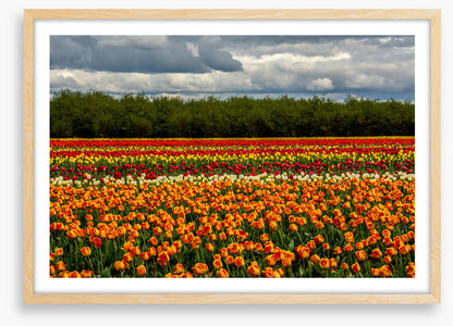 Meadows