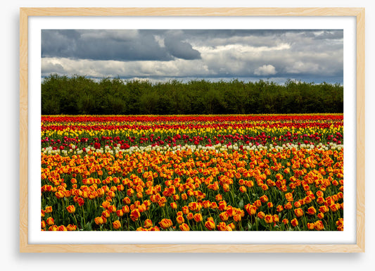 Meadows