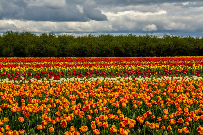 Meadows