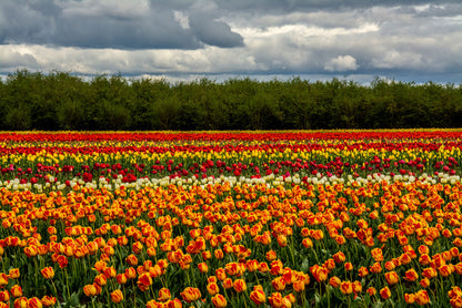 Meadows