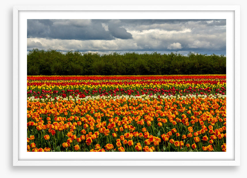 Meadows