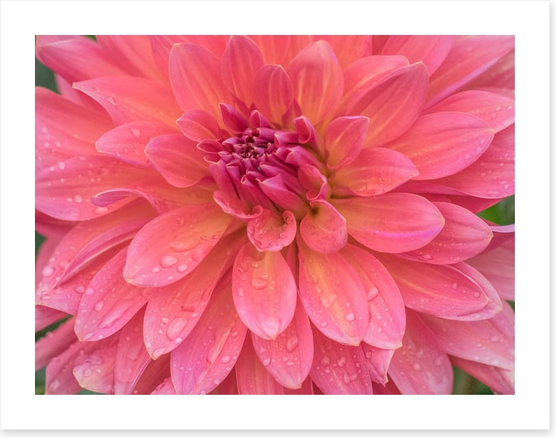 Dahlia dew drops
