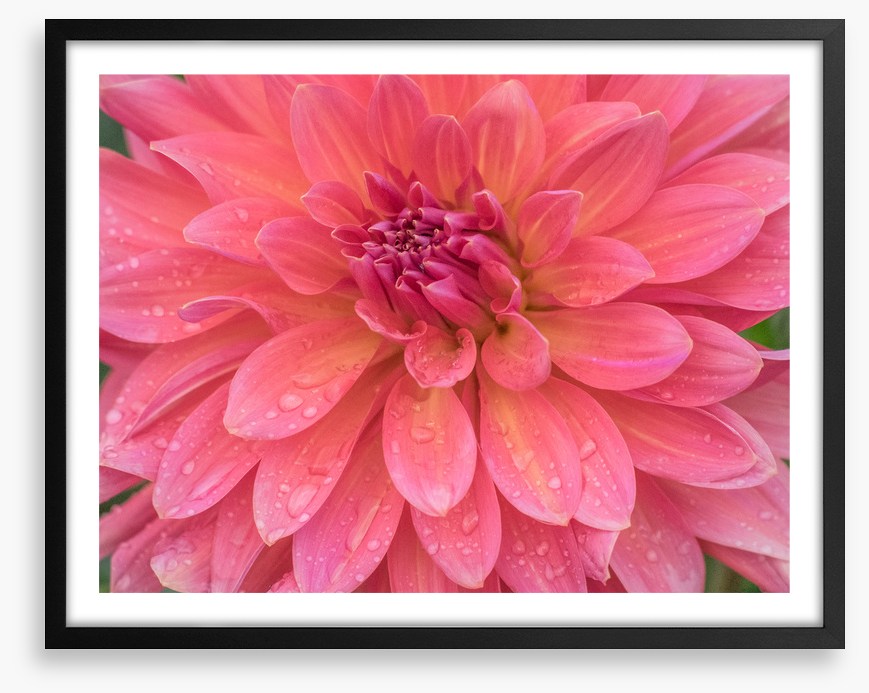 Dahlia dew drops