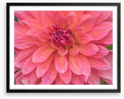Dahlia dew drops