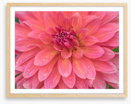 Dahlia dew drops