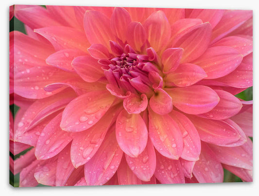 Dahlia dew drops