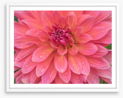 Dahlia dew drops