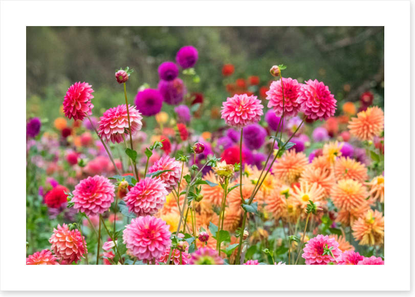Dahlia for days